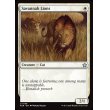 画像2: サバンナ・ライオン/Savannah Lions (2)