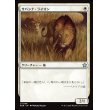 画像1: サバンナ・ライオン/Savannah Lions (1)