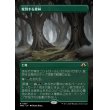 画像1: 変容する森林/Shifting Woodland (1)