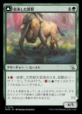 画像: 《結束した群獣/Bonded Herdbeast(0178)》【JPN】[MOM緑C]