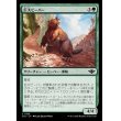 画像1: 巨大ビーバー/Giant Beaver (1)